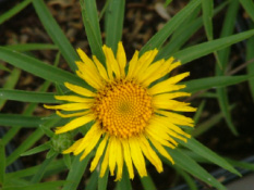 Inula ensifolia Alant bestellen